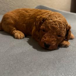 Saint - Red  male Poodle puppy in Fredericktown, Missouri from Ellie & Co. Doodles and Poodles