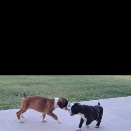 Boxer and Shih Tzu Puppies from L&L European Boxers and Shih Tzus