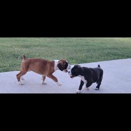 Boxer and Shih Tzu Puppies from L&L European Boxers and Shih Tzus