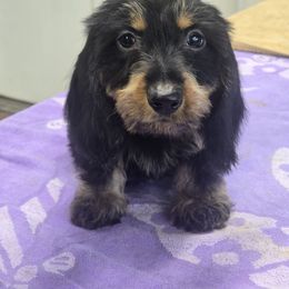 Black and Tan Wire Girl - Black and tan female Dachshund puppy in Cheney, Washington from Nouvelle Standard Dachshunds