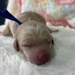 Boone - Apricot male Goldendoodle puppy in Cleveland, Georgia from The O.G. Doodles