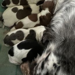 Milk Dud 5 - Piebald male Dachshund puppy in Swanton, Ohio from Mighty But Mini Dachshunds