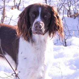 English Springer Spaniels from Clawson Pups