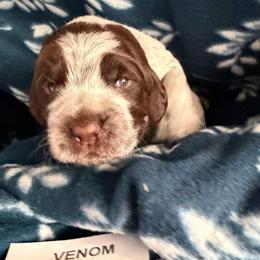Venom - Brown and gray male Wirehaired Pointing Griffon puppy in Grangeville, Idaho from Happy Hollow Griffons