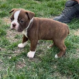 Boston Terrier Puppies from Drew Simmons