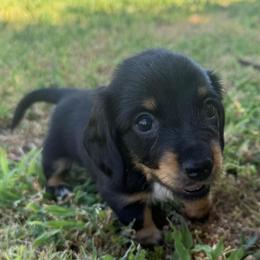 Longhair Girl 2 - Black and tan female Dachshund puppy in Buckeye, Arizona from Ryder's Roundup