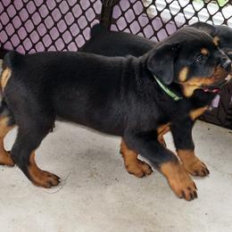 Pomsky, Rottweiler, Shetland Sheepdog, and Toy Shetland Sheepdog Puppies from Mountain High Kennels