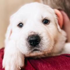 Boy 2   Thunder - dark blue collar - White Great Pyrenees puppy in New Palestine, Indiana from Hitchcock Homestead
