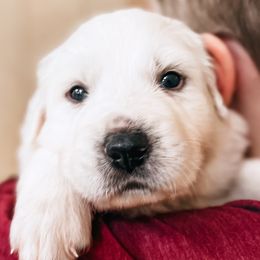 Boy 2   Thunder - dark blue collar - White Great Pyrenees puppy in New Palestine, Indiana from Hitchcock Homestead