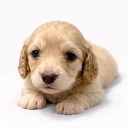 Rhett - 3000 - Chocolate based shaded cream - Cream male Dachshund puppy in Biloxi, Mississippi from Southern Doxies Ms