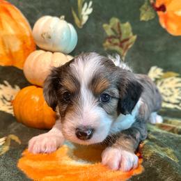 Birch - Blue merle male Aussiedoodle puppy in York, Pennsylvania from Puppies at The Happy Acre Farm