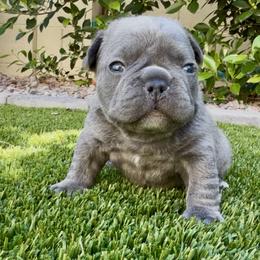 Blue Boy - Blue male French Bulldog puppy in Gilbert, Arizona from Gilbert Puppies