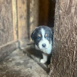 Boy 3 - Black tri-color male Australian Shepherd puppy in Kentland, Indiana from Pine Grove Aussies