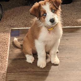 Border Collie Puppies from Wiggles 4 Life