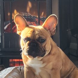 HANS - French Bulldog