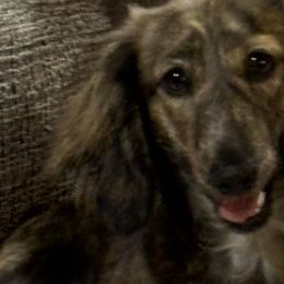 Dachshunds from 4 Moore Ranch