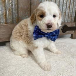 Blue collar - Red male Bernedoodle puppy in Calico Rock, Arkansas from Cottrell’s Poodles & Doodles