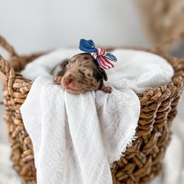 Brewed with love- Crema - Merle female Goldendoodle puppy in Russell Springs, Kentucky from Milk & Honey Doodles