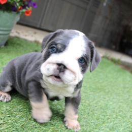 Panda - Blue tri-color female Bulldog puppy in Ben Lomond, Arkansas from Miesha Carver's Bulldogs