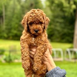 Green boy - Red  male Goldendoodle puppy in Kitsap County, Washington from Amazing Grace Doodles