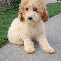 Rosalee - Parti female Poodle puppy in Connersville, Indiana from MoonShine Babies
