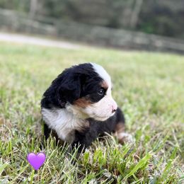Purple girl - Black rust and white female Bernese Mountain Dog puppy in Blacksburg, Virginia from Blacksburg Berners