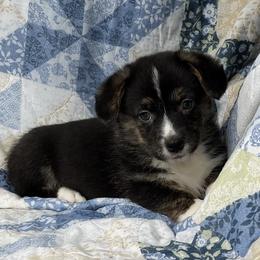Abby - Black and tan female American Corgi puppy in Washington, Arkansas from Foxy Knoll Farm