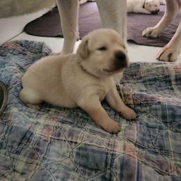 Labrador Retriever Puppies from Texas Finest English Labradors