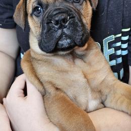 Bullmastiff Puppies from Valkyrie Bullmastiffs