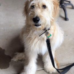 Goldendoodle All Grown Up from Southern Coast Goldendoodles