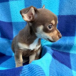 Smudge - Chocolate and white male Chihuahua puppy in Palm Coast, Florida from Fiesta Pups