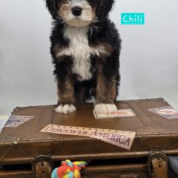 Bernedoodle and Goldendoodle Puppies from Granton Creek