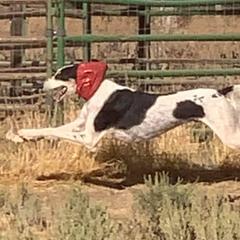 Salukis from Sundog Saloon Salukis