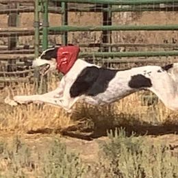 Salukis from Sundog Saloon Salukis