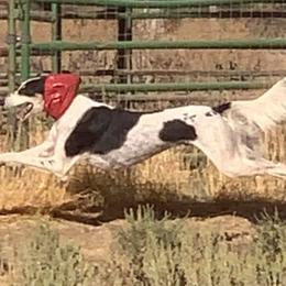 Salukis from Sundog Saloon Salukis