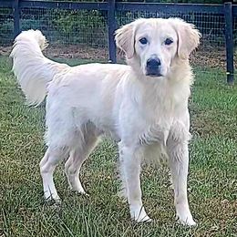 Henry - Light golden male Golden Retriever puppy in Salem, Ohio from Golden Pride Retrievers
