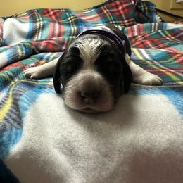 Joy - Black white and tan English Springer Spaniel puppy in Belton, South Carolina from High Point Springers