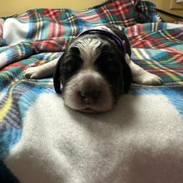 Joy - Black white and tan English Springer Spaniel puppy in Belton, South Carolina from High Point Springers
