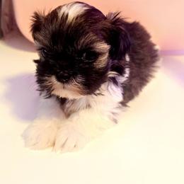 JoJo - White and tan male Mal-Shi puppy in Pleasant Hill, Iowa from Courtney Nicole's Mal Shihs & Goldendoodles
