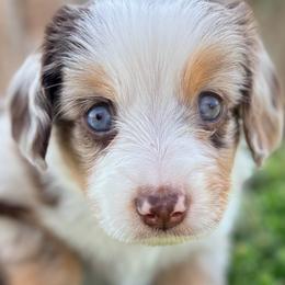 Ruby (AKC and ASDR) - Red merle female Miniature American Shepherd puppy in Stockton, Missouri from Kizmit Farmz