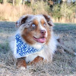 Frankie - Miniature Australian Shepherd