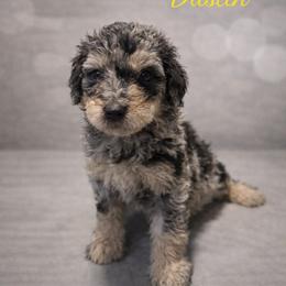 Dustin Henderson - Blue merle male Bernedoodle puppy in Bennett, Colorado from Darling Paws, LLC