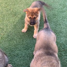 German Shepherd Puppies from Four Pines Ranch