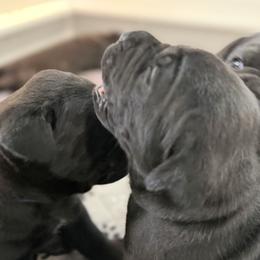 Cane Corso Puppies from CANE CORSO DI DROGHEDA