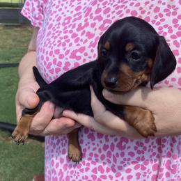 Buttons - Black and tan male Dachshund puppy in Mocksville, North Carolina from The Dachs of Hazzard Dachshunds