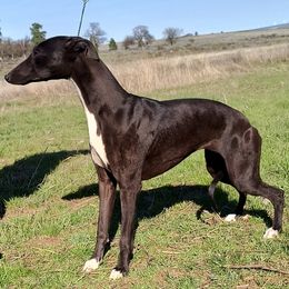 Raven - Black female Whippet puppy in Goldendale, Washington from Amulet Charm