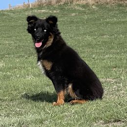 Rambo - Miniature Australian Shepherd
