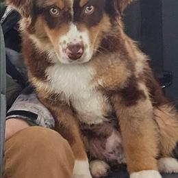 Miniature Australian Shepherd puppies from Rustic Original Aussies