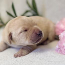 Labrador Retriever Puppies from Knotty Creek Labradors
