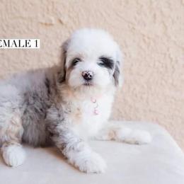 Aussiedoodle and Goldendoodle Puppies from Ever After Doodles Arizona